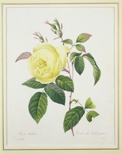 1827年の「Choix des Plus Belles Fleurs」から、ベッサンによって刻まれたローザインディカ